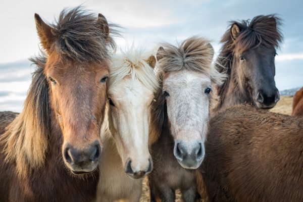 Tierkommunikation pferde Ernährungsberatung