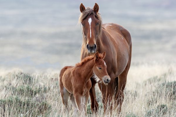 Tierkommunikation pferde Ernährungsberatung